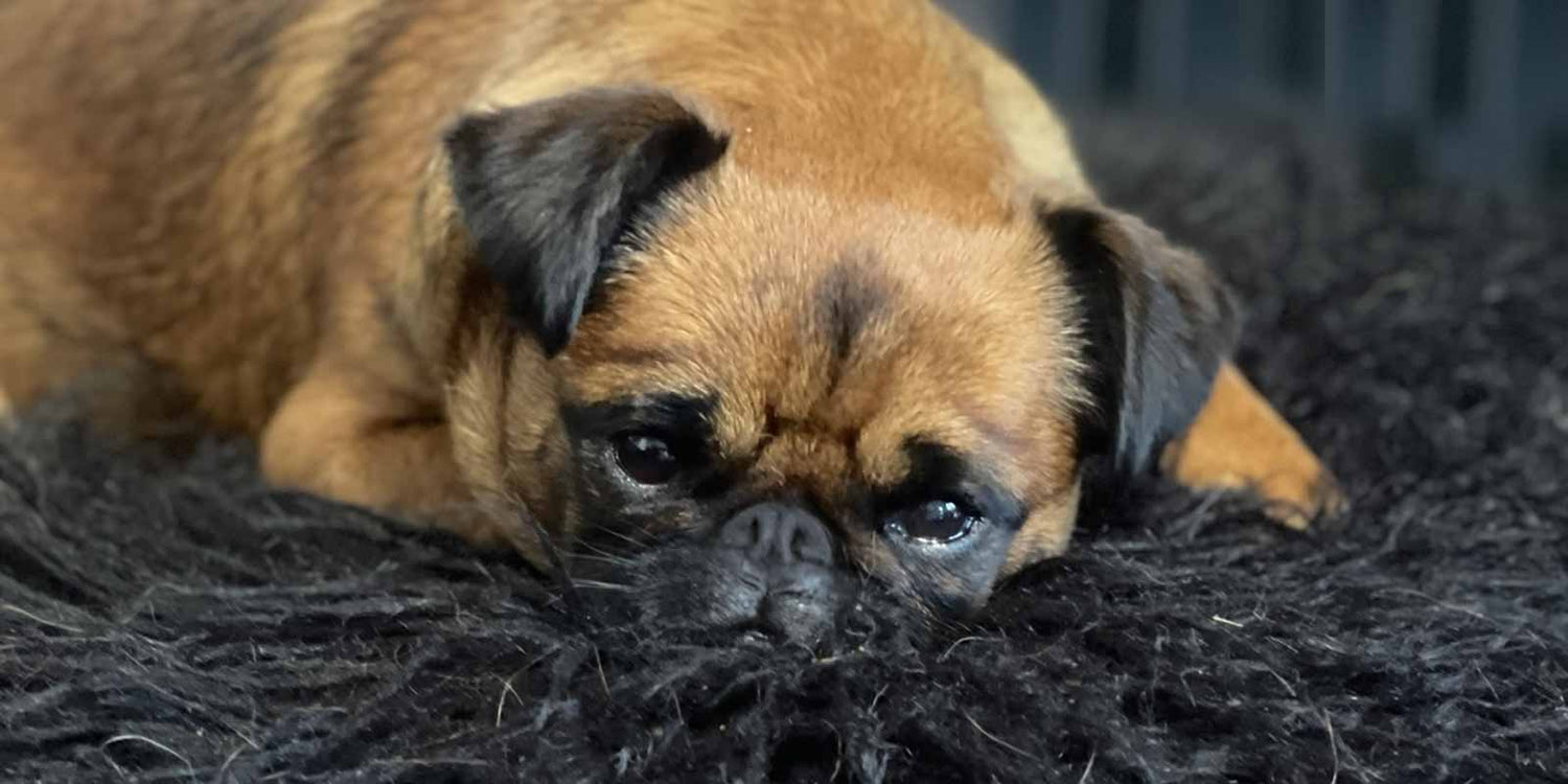 Smooth brussels griffon female